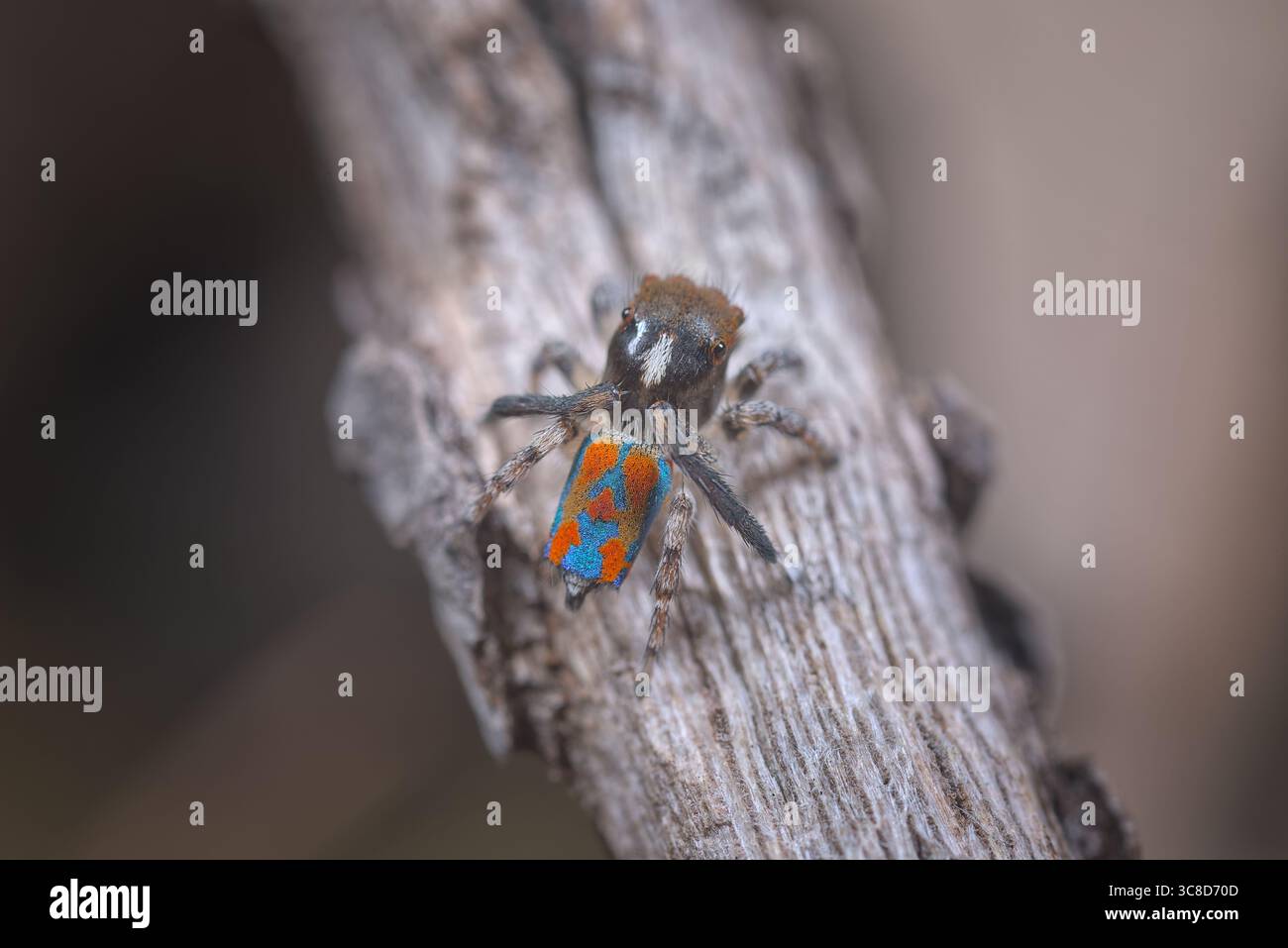 Un ragno Peacock maschile (Maratus clupeatus) che mostra i suoi colori vivaci blu e rosso. I ragni sviluppano questi olours nella loro muta finale. Foto Stock