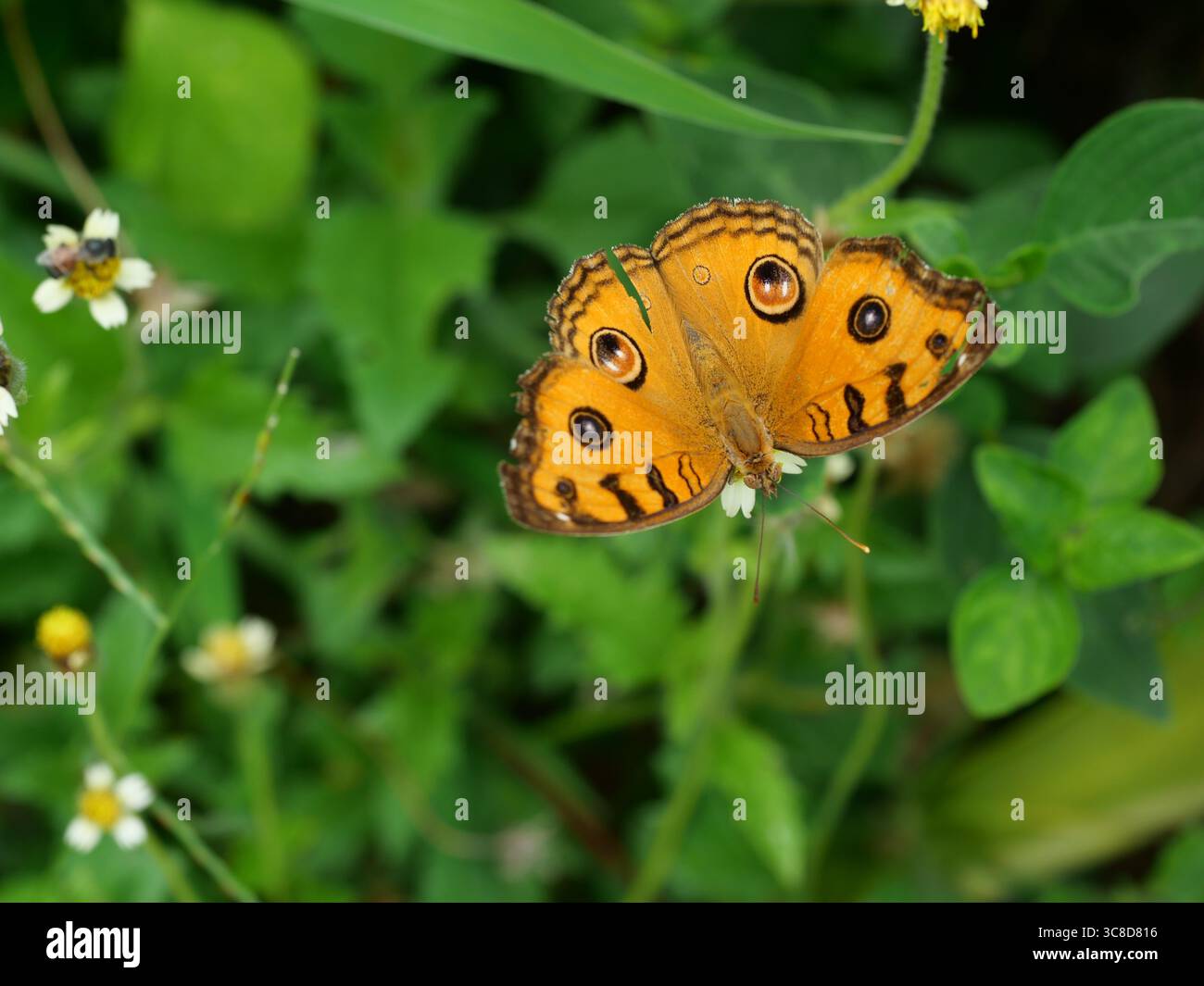 La farfalla di Peacock Pansy (Junonia almana) su foglia con fondo verde naturale, modello simile agli occhi sull'ala di insetto di colore arancione Foto Stock