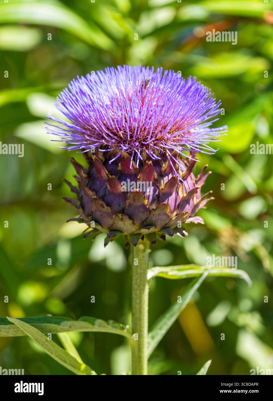 Carciofo selvatico in fiore, Cynara cardunculus Foto Stock