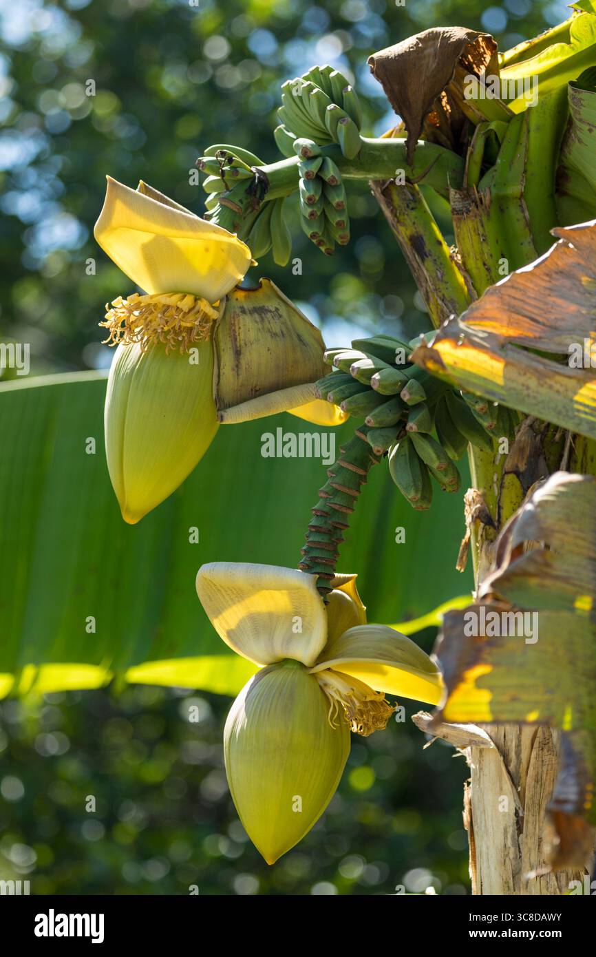 Fiori di banana e frutta sull'albero Foto Stock
