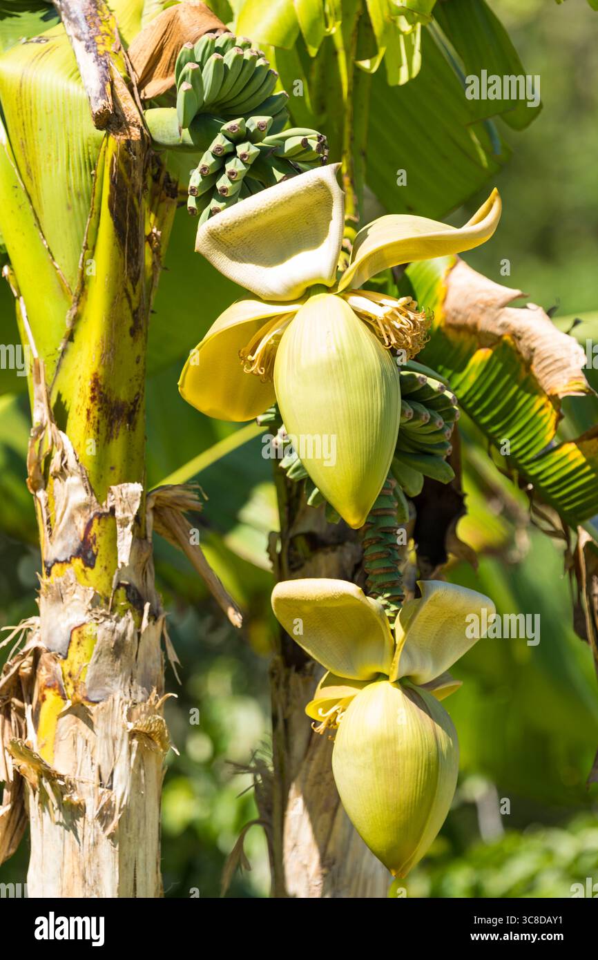 Fiori di banana e frutta sull'albero Foto Stock