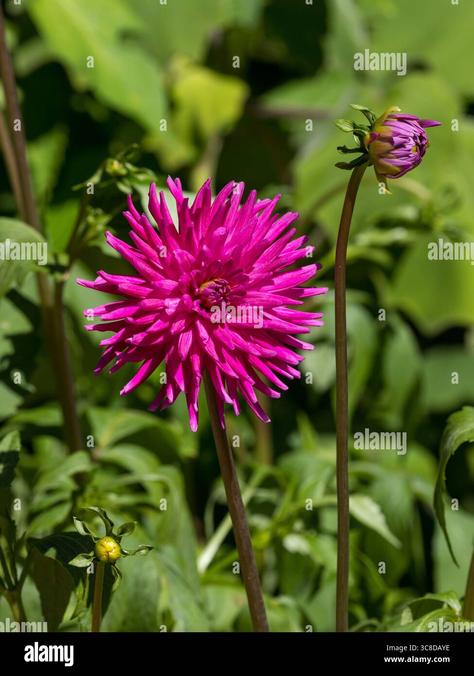 Fiori di Cactus Dahlia Purple Gem Foto Stock