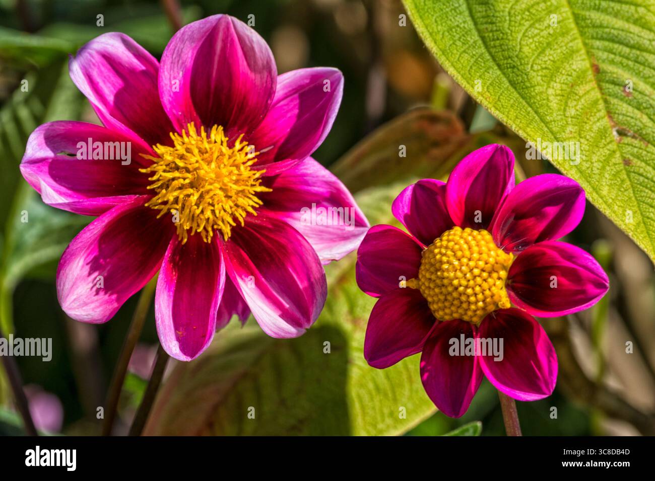 Fiori rosa Dahlia, cultivar "Tabula" Foto Stock