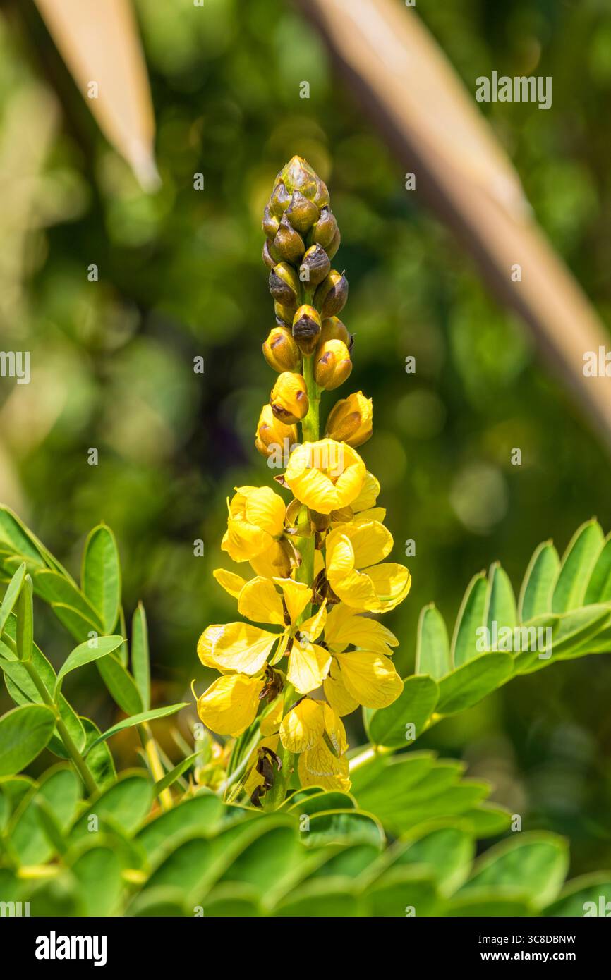 Fioritura dell'albero di candelabra o Senna didymobotrya o Popcorn Senna Foto Stock