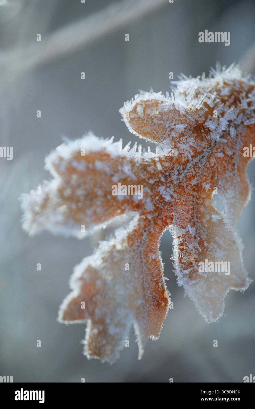 Foglia di quercia ricoperta di cristalli di ghiaccio, Durango, Colorado. Foto Stock
