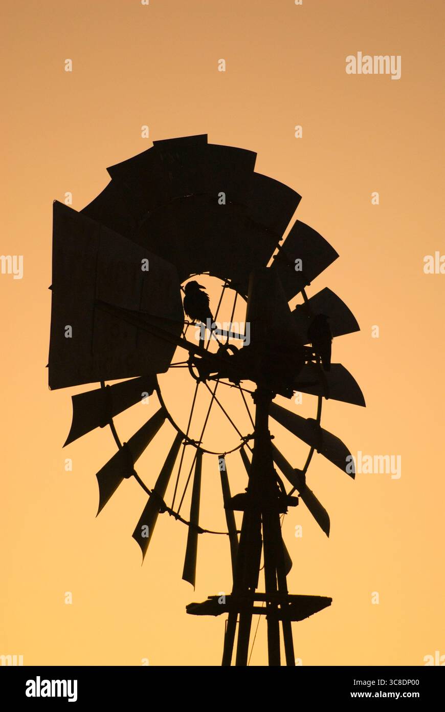 Raven sul mulino a vento all'alba, City of Rocks State Park, New Mexico. Foto Stock