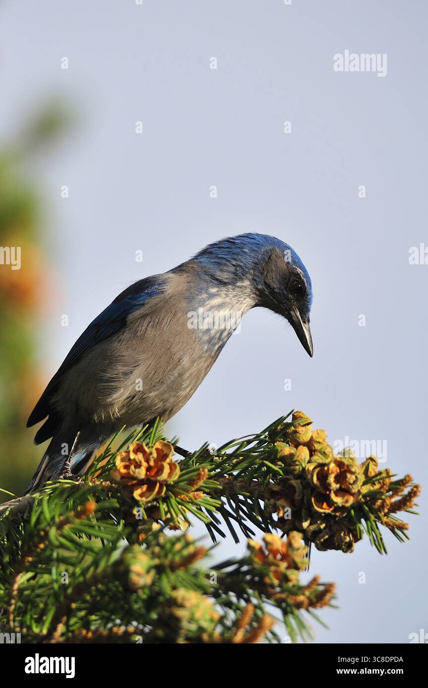 Un colorato uccello blu di montagna si trova arroccato su un albero di pino alla ricerca di pinoli nel Giardino degli dei. Foto Stock