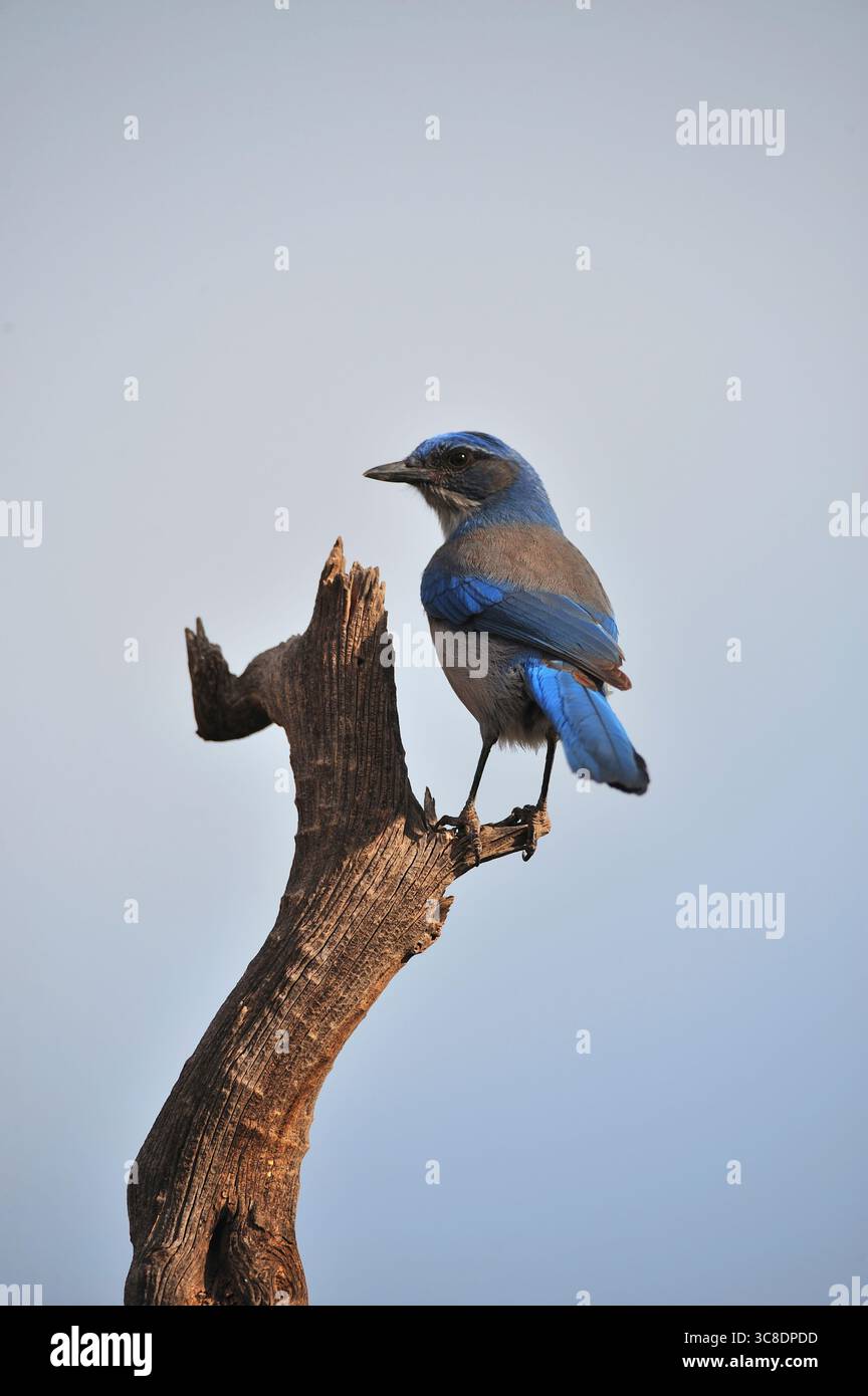 Un colorato uccello blu di montagna si trova appollaiato su un ramo di ginepro morto nel Giardino degli dei. Foto Stock