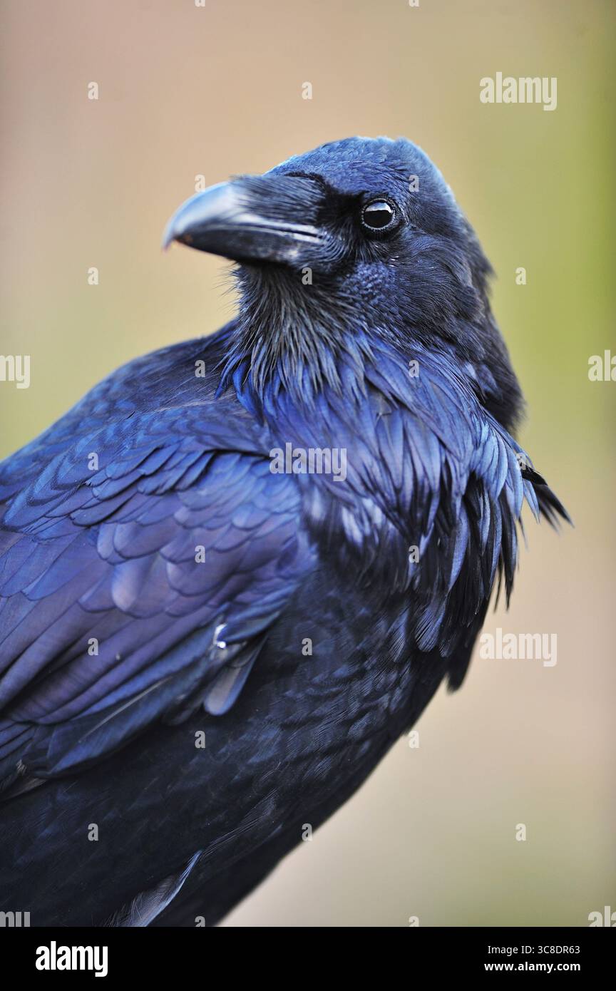 Una cornice stretta e dettagliata di un corvo nero che guarda in lontananza nel parco nazionale di Yellowstone, Wyoming. Foto Stock