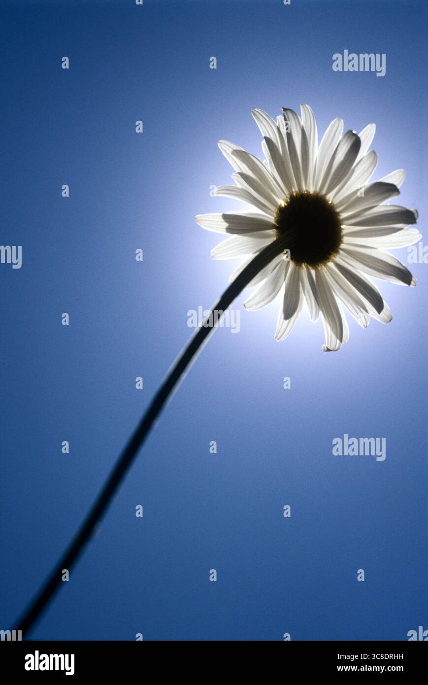 Una margherita bianca, retroilluminata dal sole e un cielo blu intenso e brillante incornicia il fiore. Foto Stock