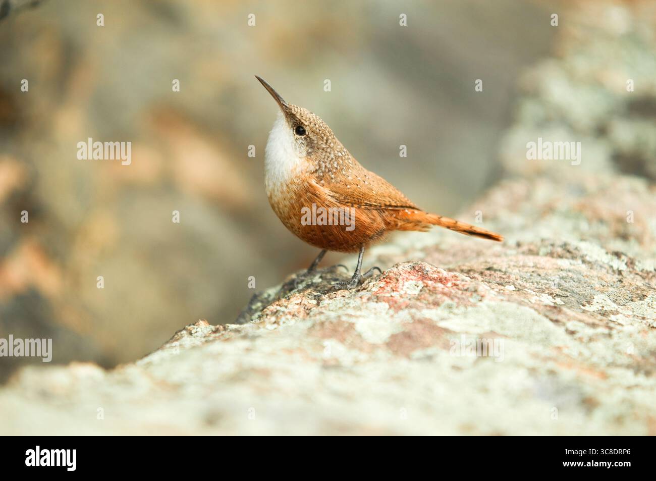 Un wren di roccia arancione arroccato su un masso di granito nel Clear Creek Canyon, Colorado. Foto Stock