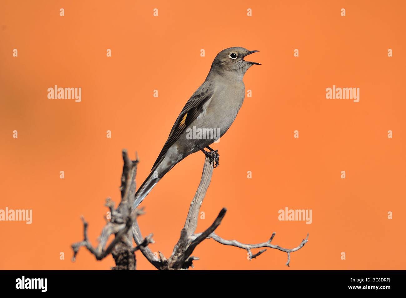Un uccello grigio appollaiato su un ramo nel Garden of the Gods di Colorado Springs. Foto Stock