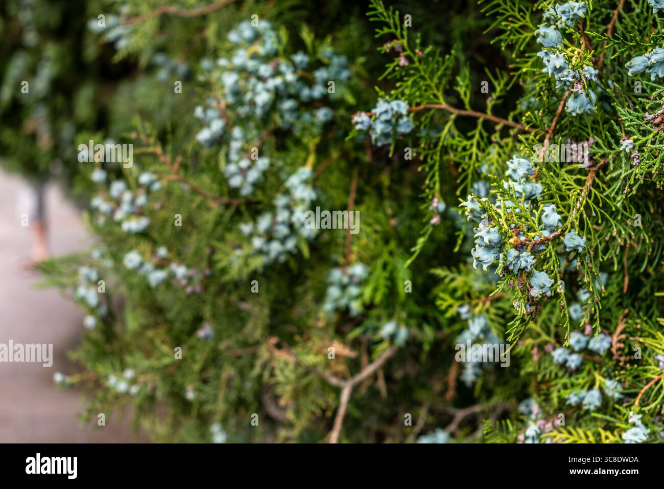 Cipresso, pianta medicinale, protettore del sistema vascolare, vasocostrittore, antinfiammatorio e astringente, cupressus sempervirens Foto Stock