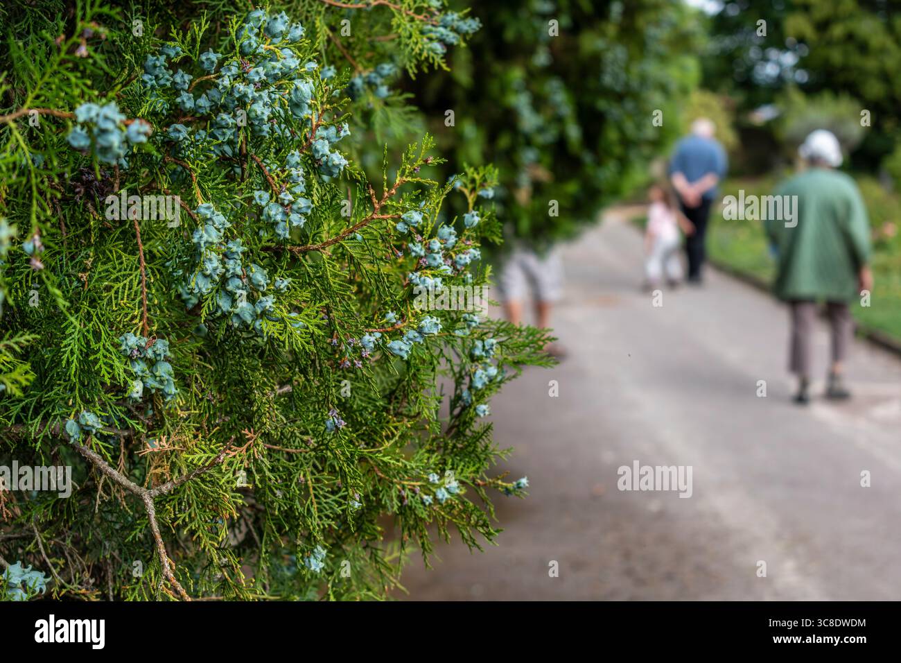 Cipresso, pianta medicinale, protettore del sistema vascolare, vasocostrittore, antinfiammatorio e astringente, cupressus sempervirens Foto Stock