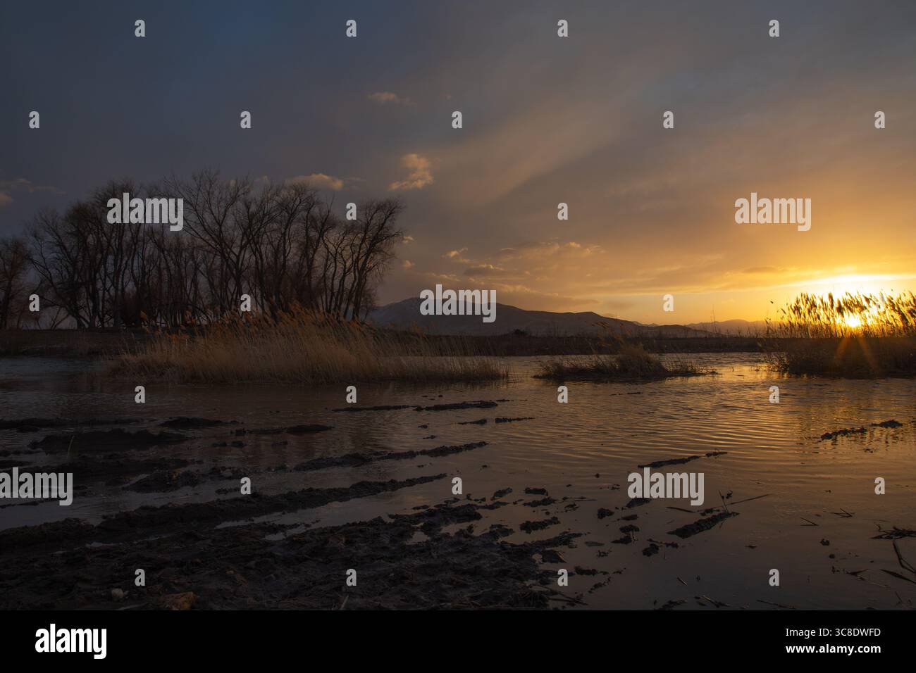 Tramonto sul lago Utah con alberi, canne e riflessi luminosi Foto Stock