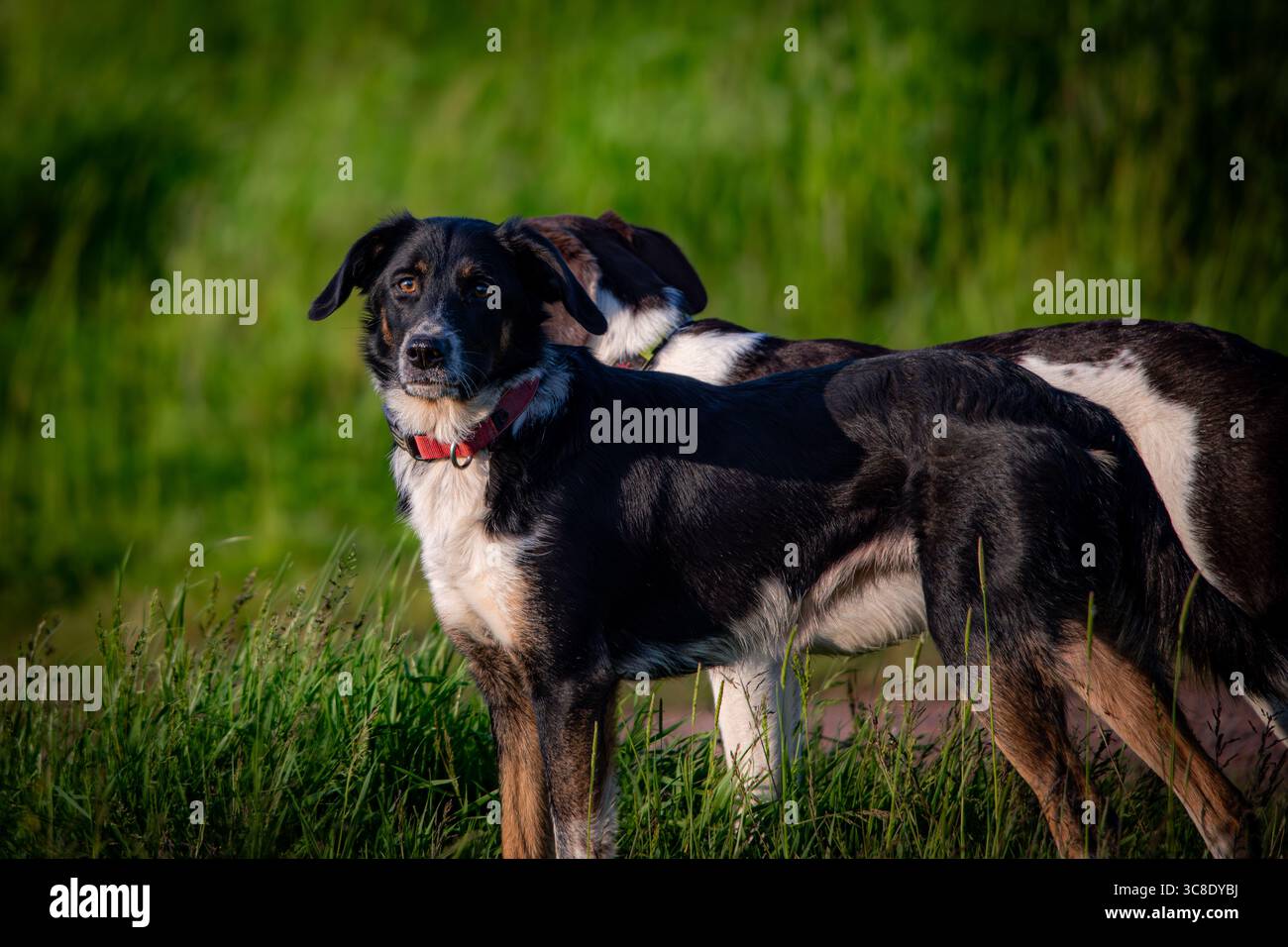Border Collie cane Foto Stock