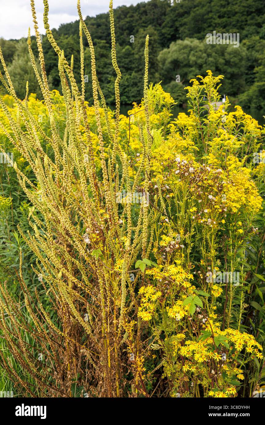 Il razzo di dyer (Reseda luteola) e il ragwort comune (Jacobaea vulgaris) crescono sulle rive del fiume Ruhr a Witten-Herbede, Witten, nella zona della Ruhr, a nord Foto Stock