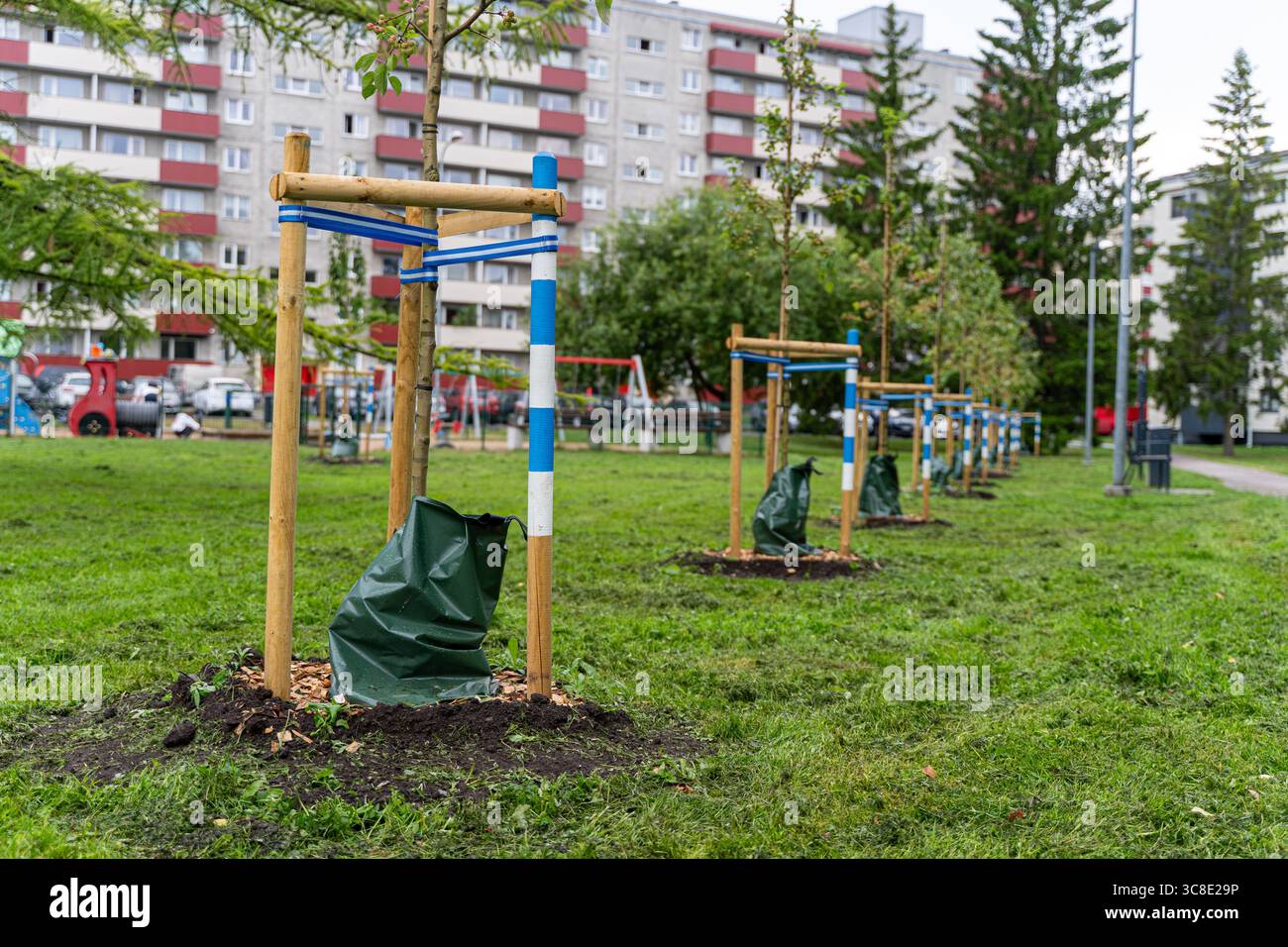 Alberi piantati di recente con sacchi di irrigazione verde per l'irrigazione in aree residenziali urbane con condomini sullo sfondo. Foto Stock Alberi piantati di recente con sacchi di irrigazione verde per l'irrigazione in aree residenziali urbane con condomini sullo sfondo. Foto Stock