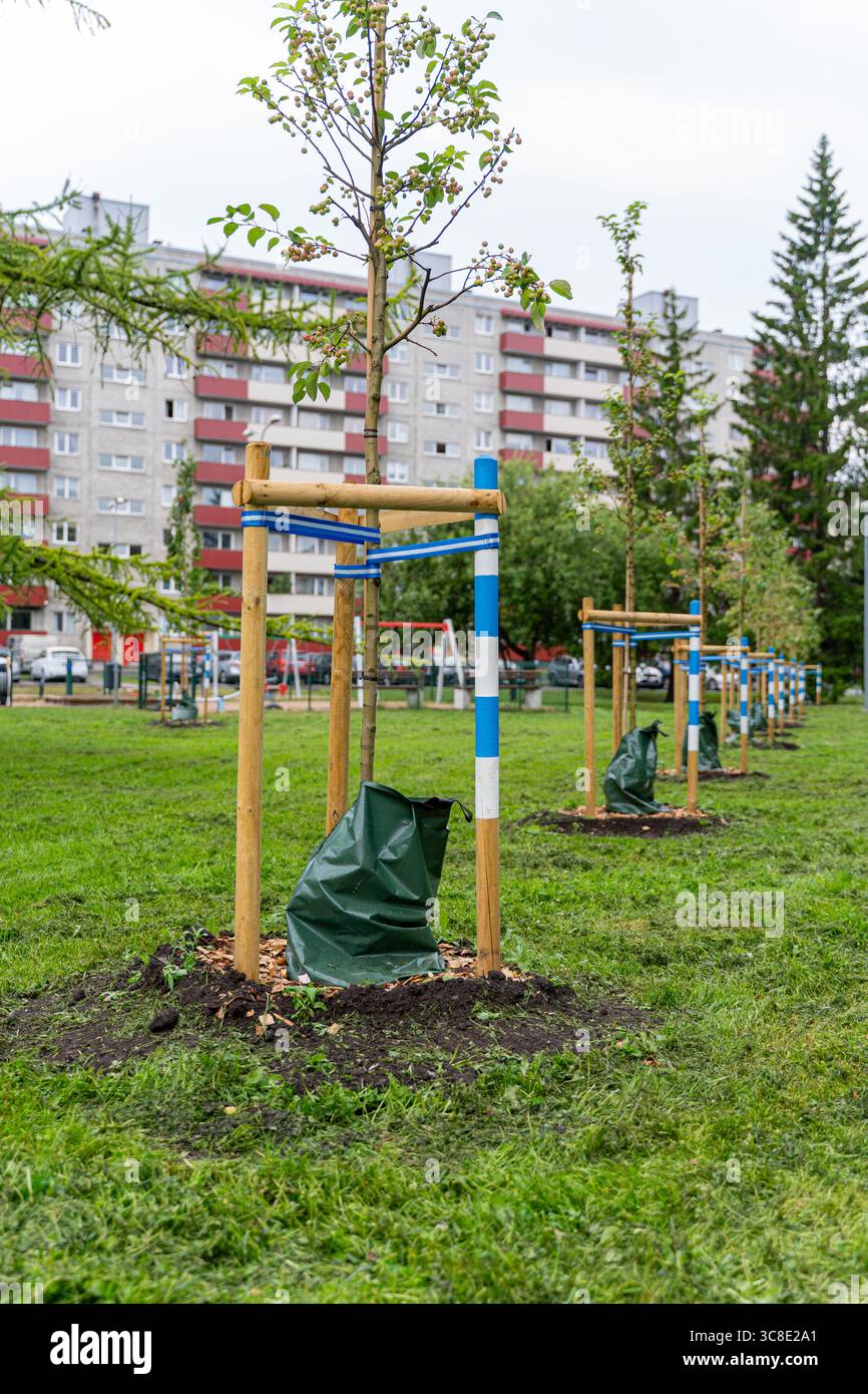 Alberi piantati di recente con sacchi di irrigazione verde per l'irrigazione in aree residenziali urbane con condomini sullo sfondo. Foto Stock Alberi piantati di recente con sacchi di irrigazione verde per l'irrigazione in aree residenziali urbane con condomini sullo sfondo. Foto Stock