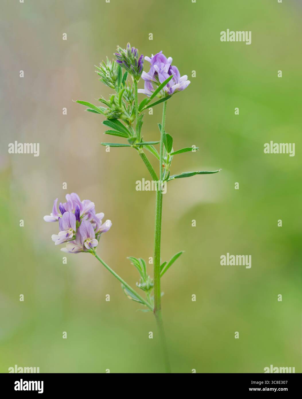 Una pianta di Alfalfa in piena fioritura, fotografata su uno sfondo fogliame fuori fuoco Foto Stock