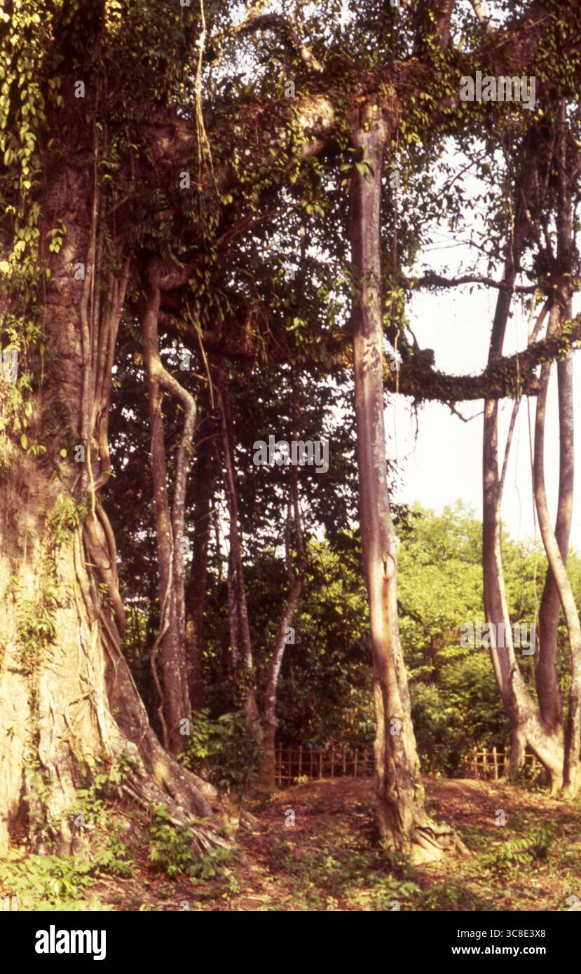Antico albero di Banyan con radici aeree nella radura della foresta tropicale Foto Stock