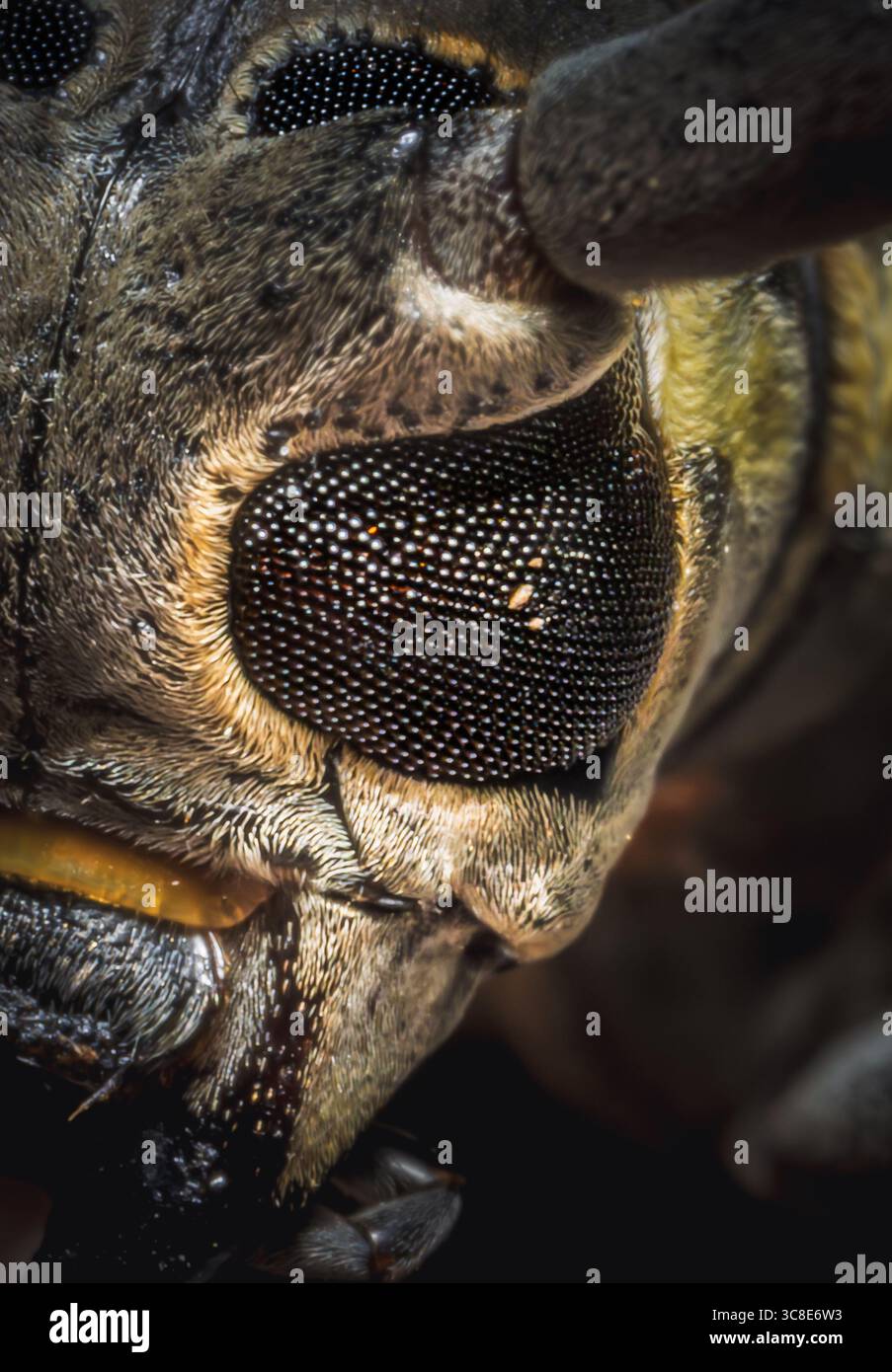 Un occhio da vicino di uno scarabeo colorato di longhorn con marcature nere e gialle, che evidenziano le intricate texture del suo esoscheletro. Foto Stock