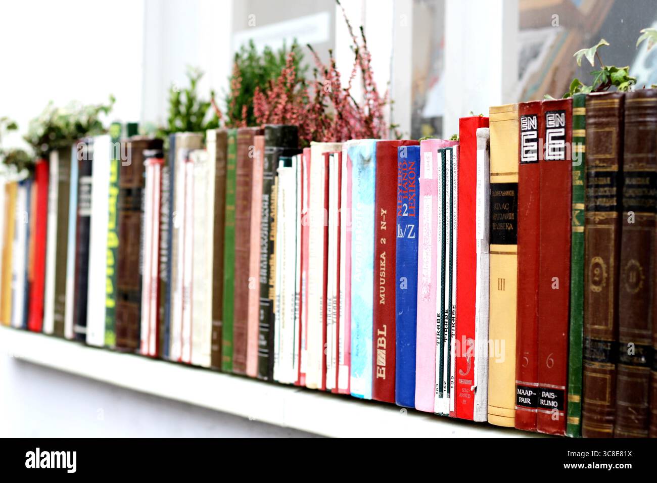 Interessante uso di vecchie spine da libro per creare una piantatrice, avvistata nella città vecchia di Tallinn, Estonia Foto Stock