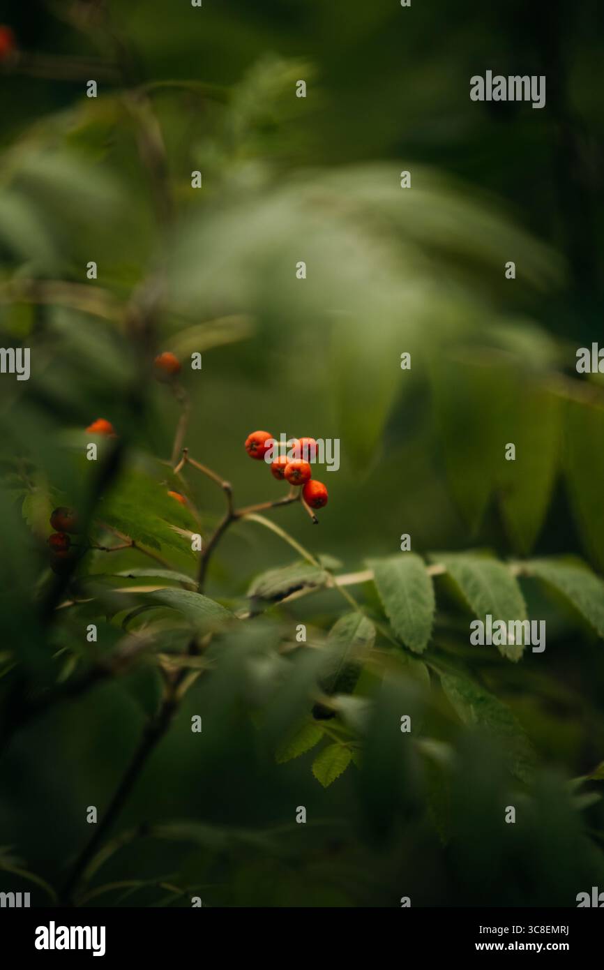 Bacche di rowan rosse sul ramo Foto Stock