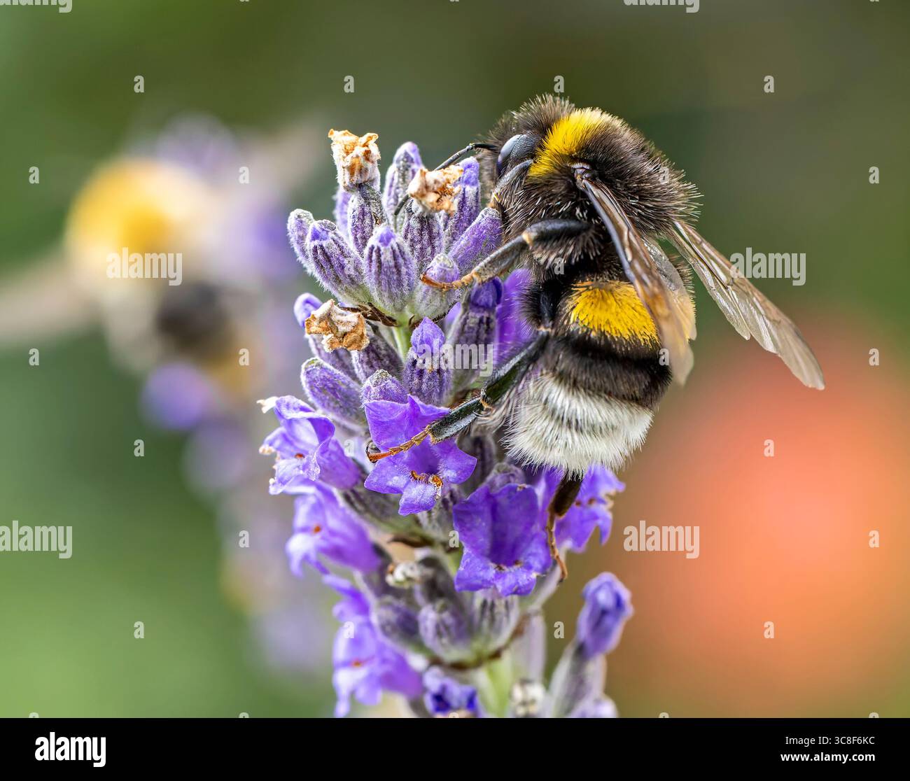 Vista ravvicinata di un bumblebee del giardino su un fiore alla lavanda Foto Stock