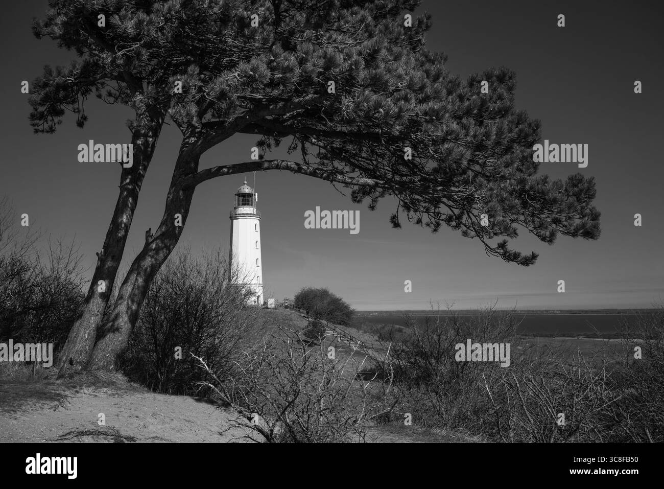 Faro Dornbusch in bianco e nero, incorniciato da un prominente albero di conifere sull'isola di Hiddensee, Meclemburgo-Vorpommern, Germania, Europa Foto Stock