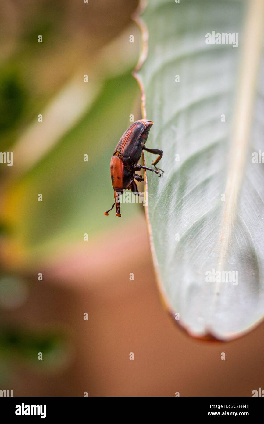 Primo piano di una palma rossa e nera weevil (Rhynchophorus ferrugineus) su una foglia tropicale verde, che mostra dettagliati body mark e texture, verticale Foto Stock