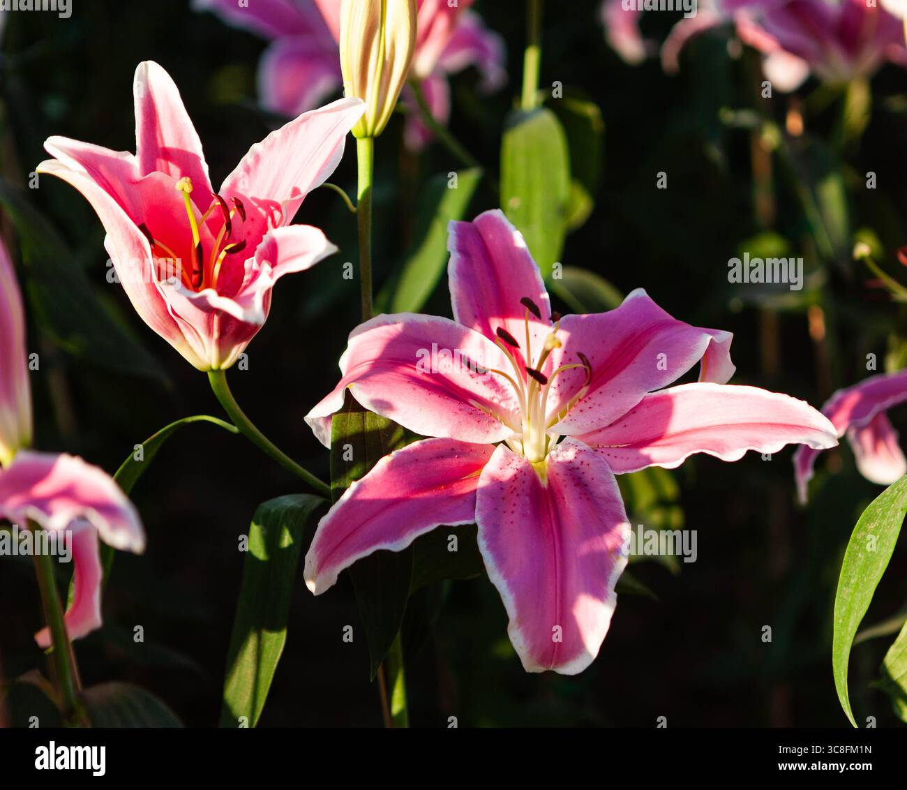 Bellissimi fiori di gigli rosa. Chiang mai Flower Festival, Thailandia. Foto Stock