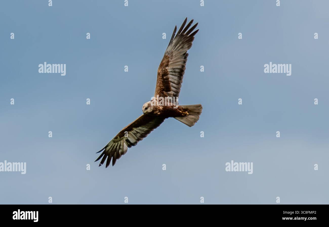 Un Marsh Harrier sorvola RSPB Leighton Moss, Silverdale, Lancashire, Regno Unito. Foto Stock