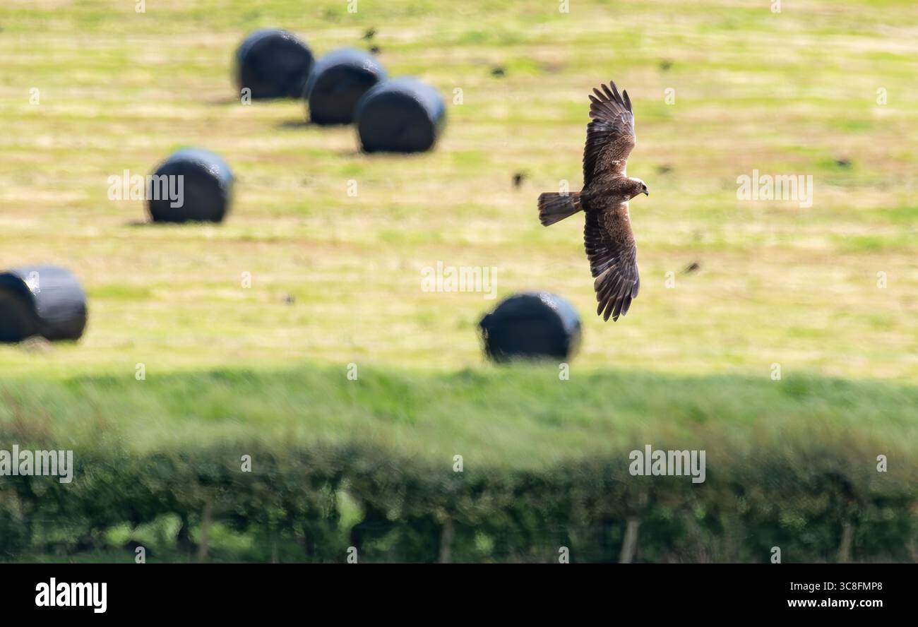 Un Marsh Harrier sorvola RSPB Leighton Moss, Silverdale, Lancashire, Regno Unito. Foto Stock