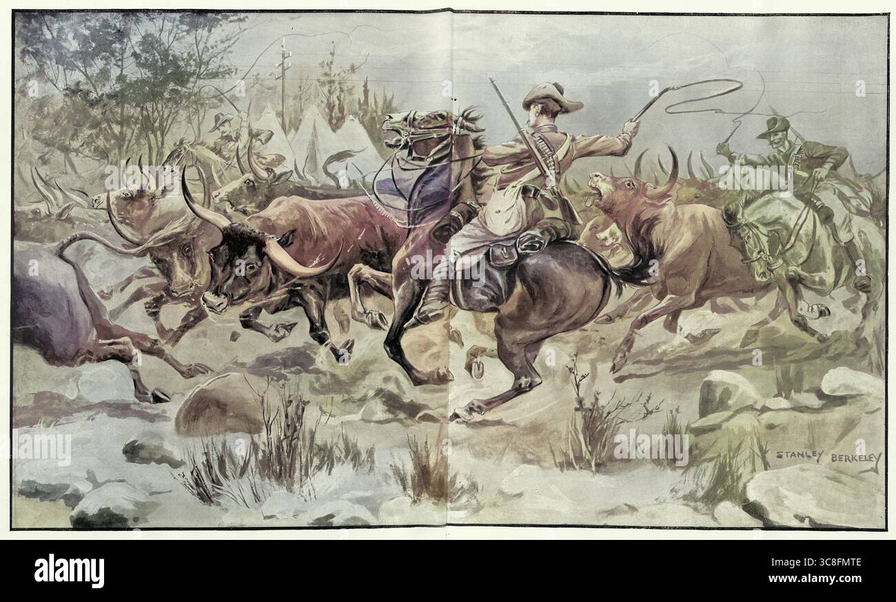 Storia militare, seconda guerra boera, soldati che allevano bestiame, provviste per l'esercito britannico, 1900 Foto Stock
