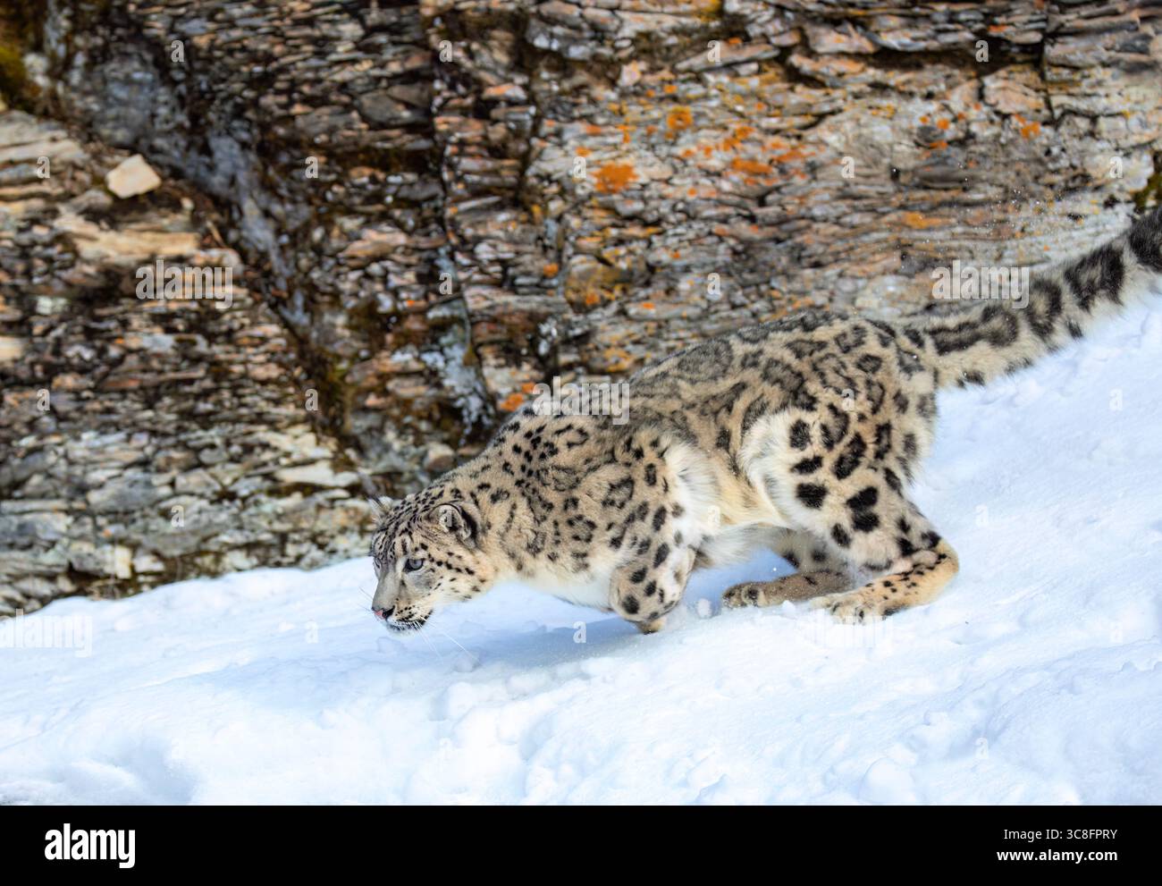 Leopardo delle nevi (Panthera uncia) che corre su una scogliera rocciosa innevata in inverno Foto Stock