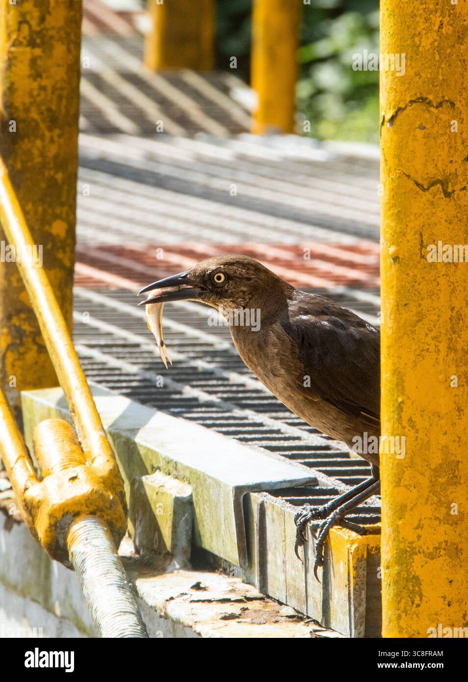 Un uccello ha preso un pesce per il linch sul lago Gatun, Panama Foto Stock