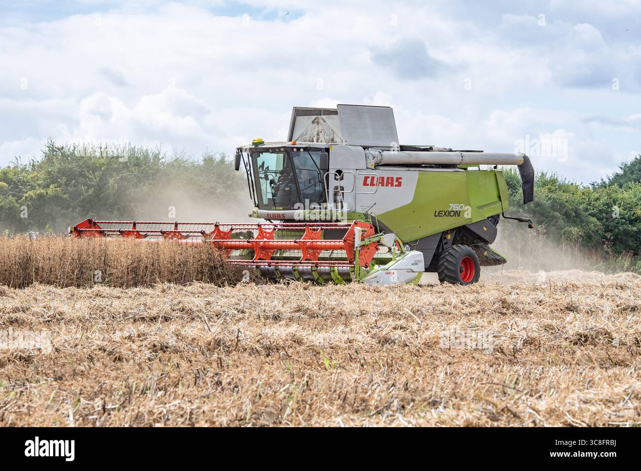 combinazione di piselli e fagioli per l'alimentazione del bestiame Foto Stock