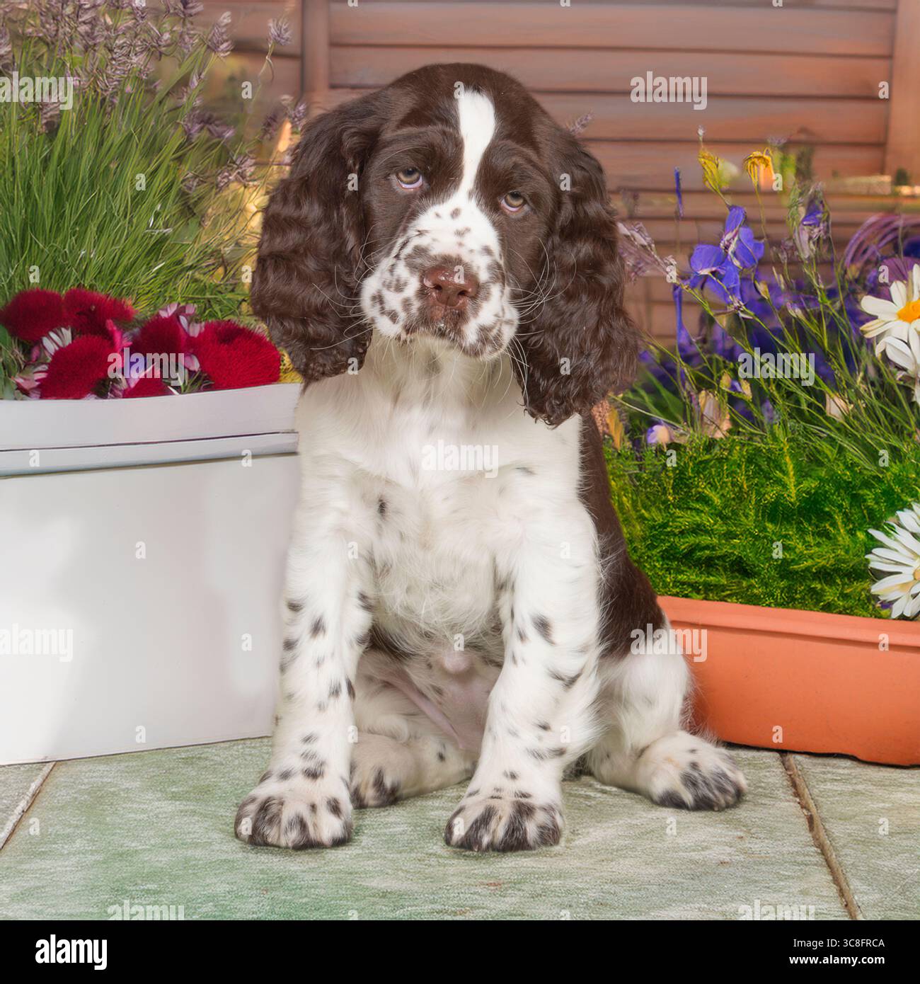 cucciolo di spaniel inglese springer in giardino Foto Stock