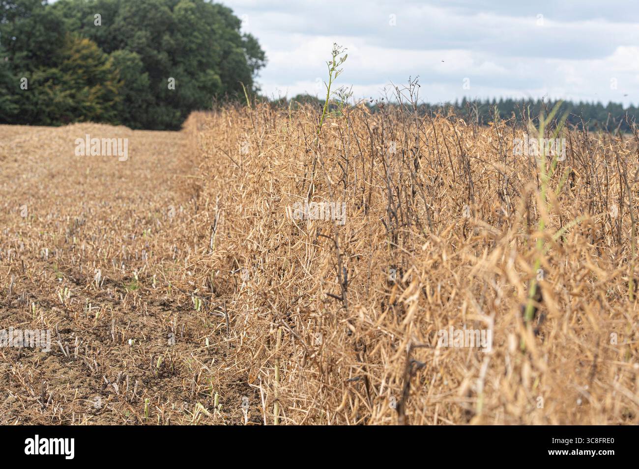 fagioli interi pronti per la raccolta in un campo Foto Stock