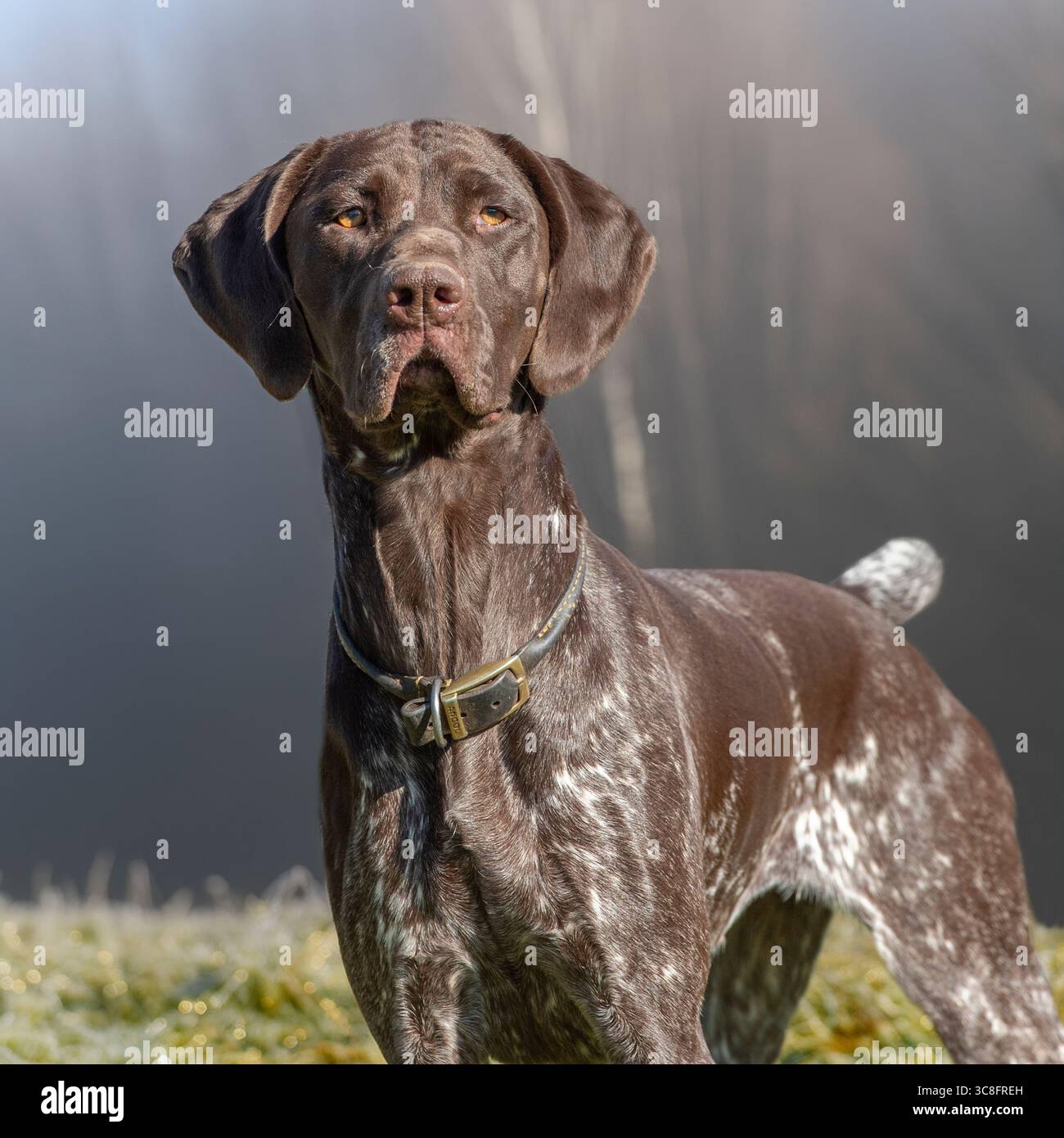 Il tedesco shorthaired puntatore Foto Stock
