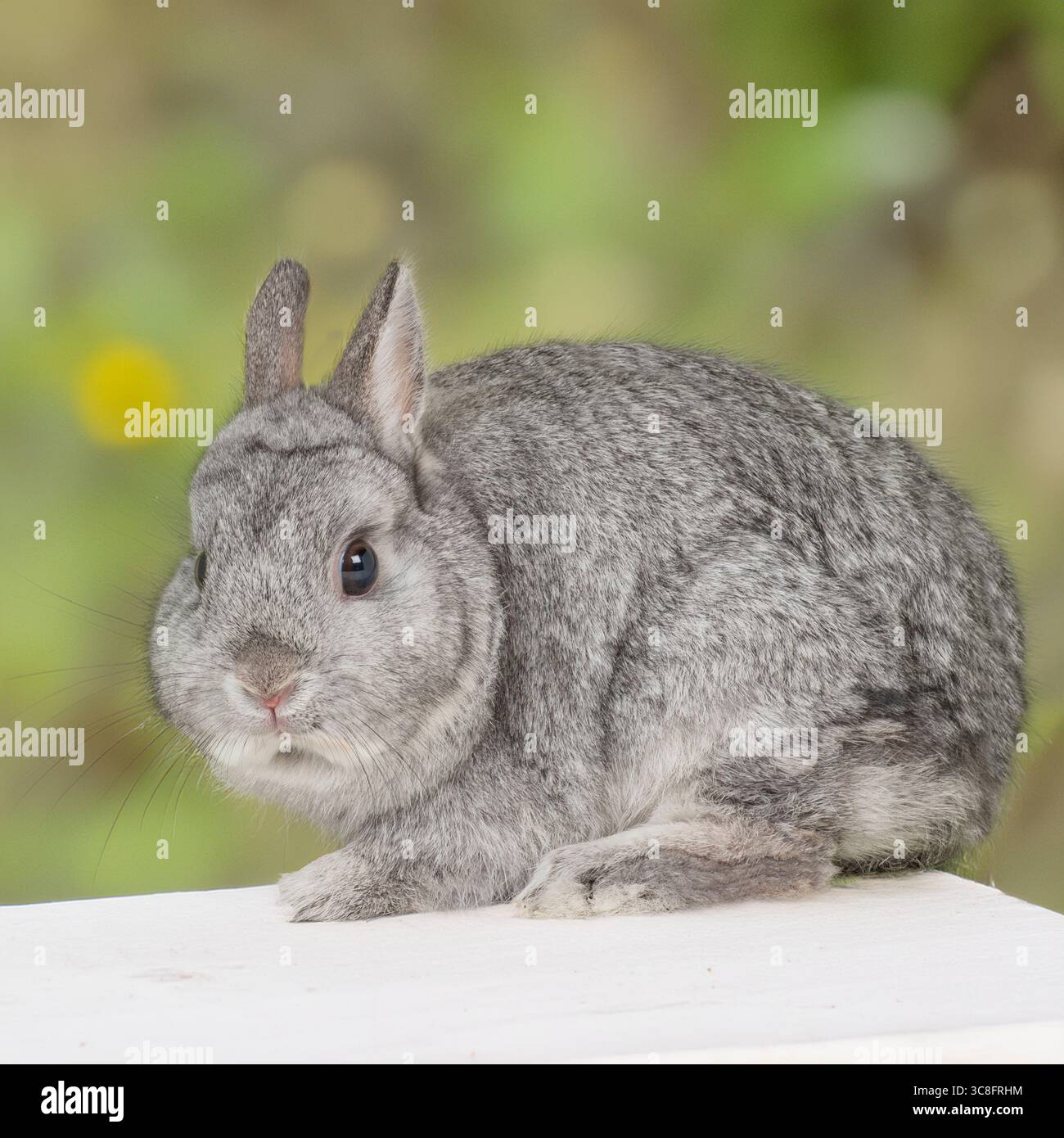 Netherland Dwarf Rabbit Foto Stock