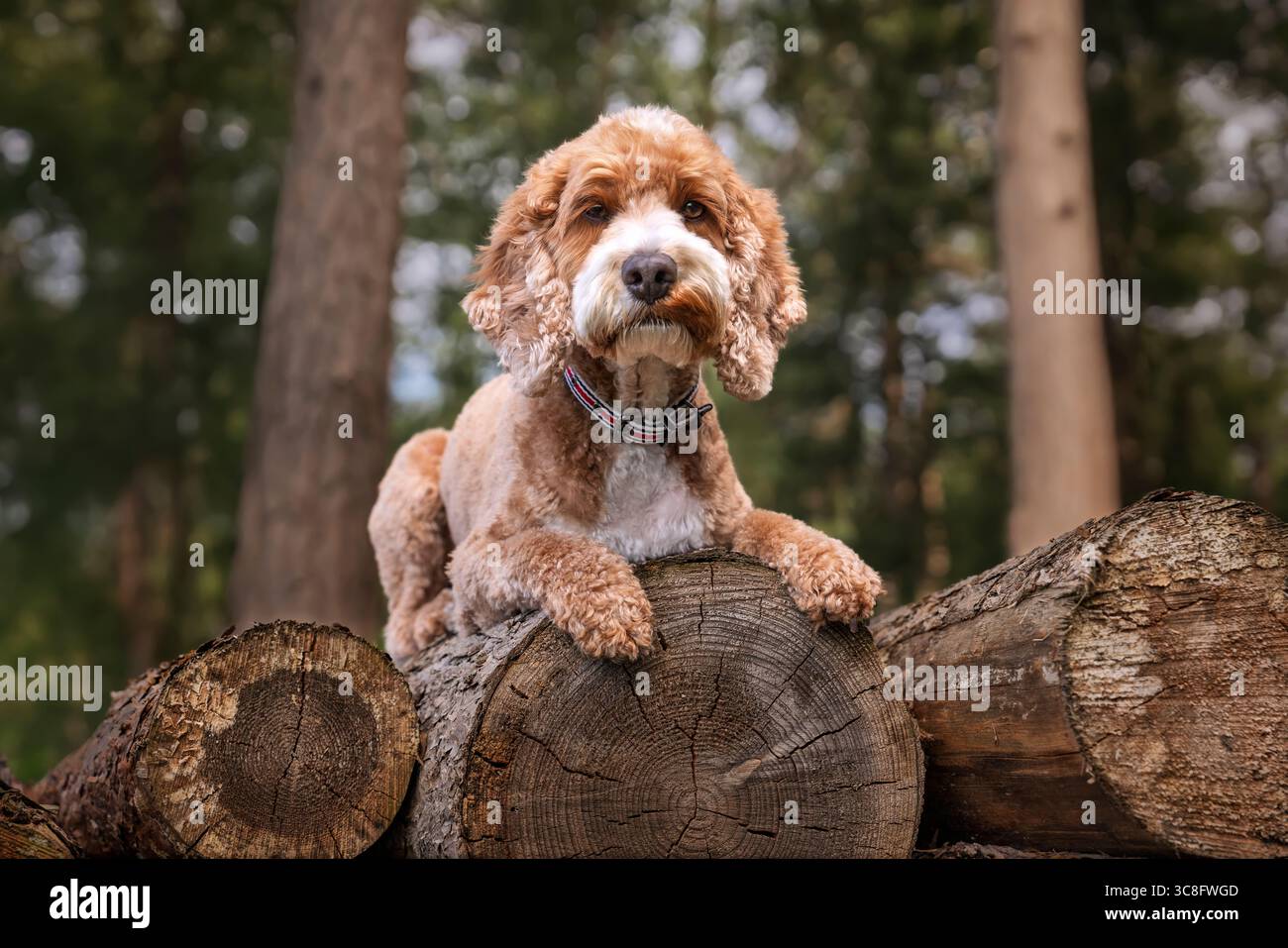 Cockapoo di albicocca nella foresta di Ascot, Regno Unito Foto Stock