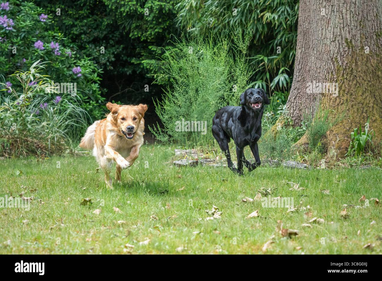 Black Labrador e Golden Retriever su una corsa veloce in giardino Foto Stock