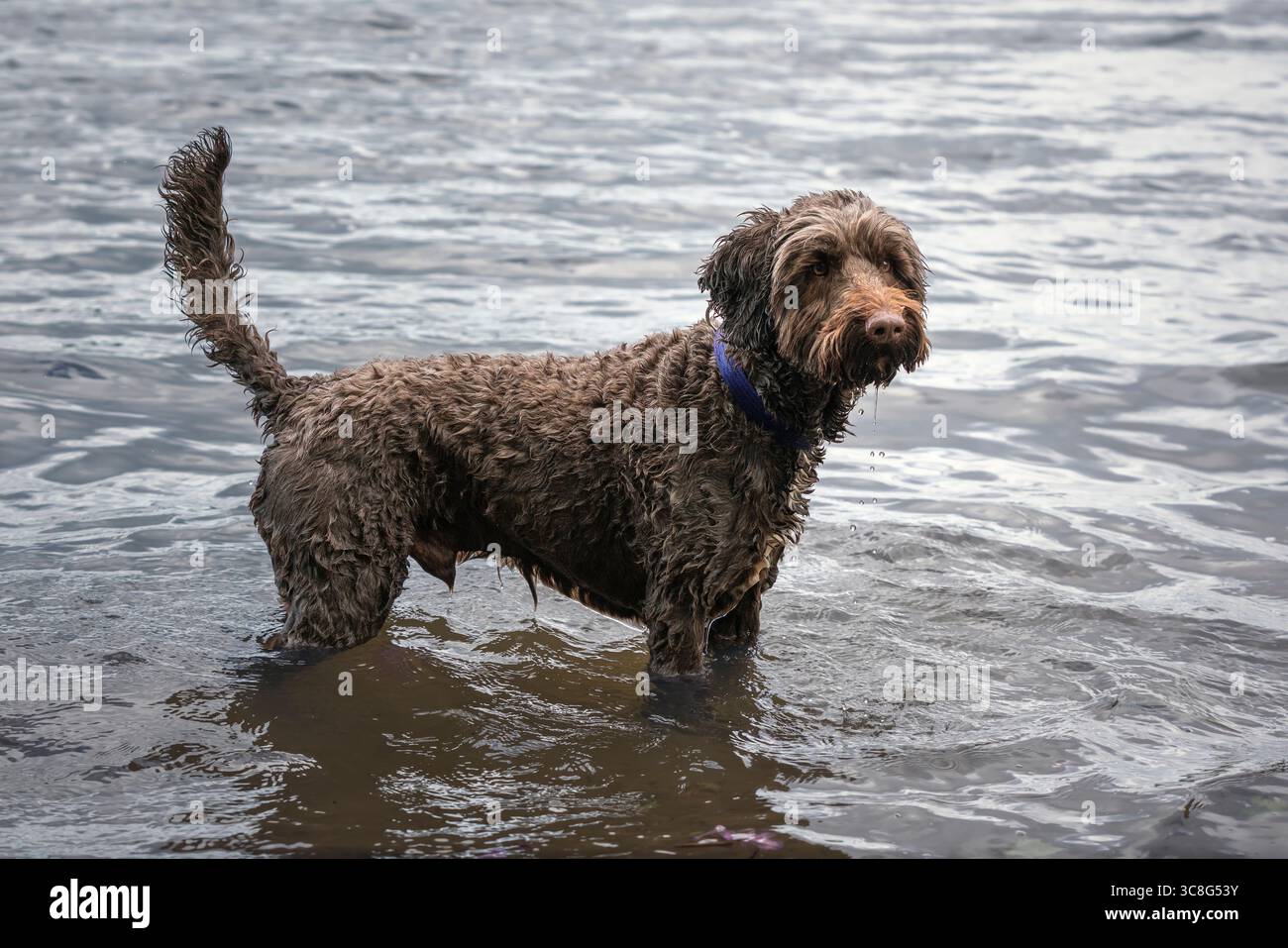 Brown Sprockapoo dog - Springer Cocker Poodle cross - in piedi nel lago a Virginia Water a Windsor Foto Stock