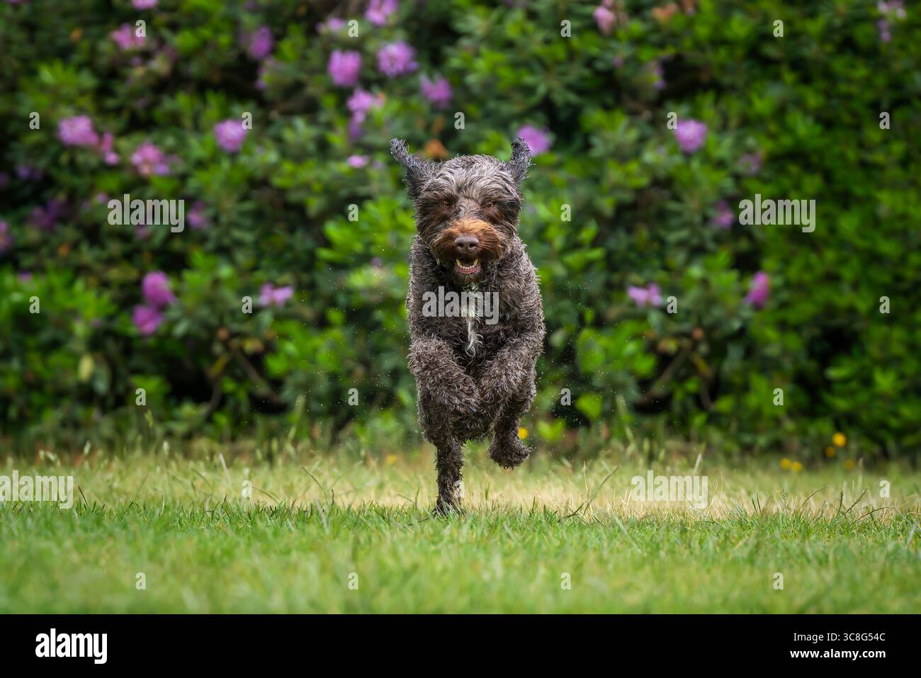 Brown Sprockapoo dog - Springer Cocker Poodle cross - che corre direttamente alla telecamera in un campo con fiori dietro Foto Stock