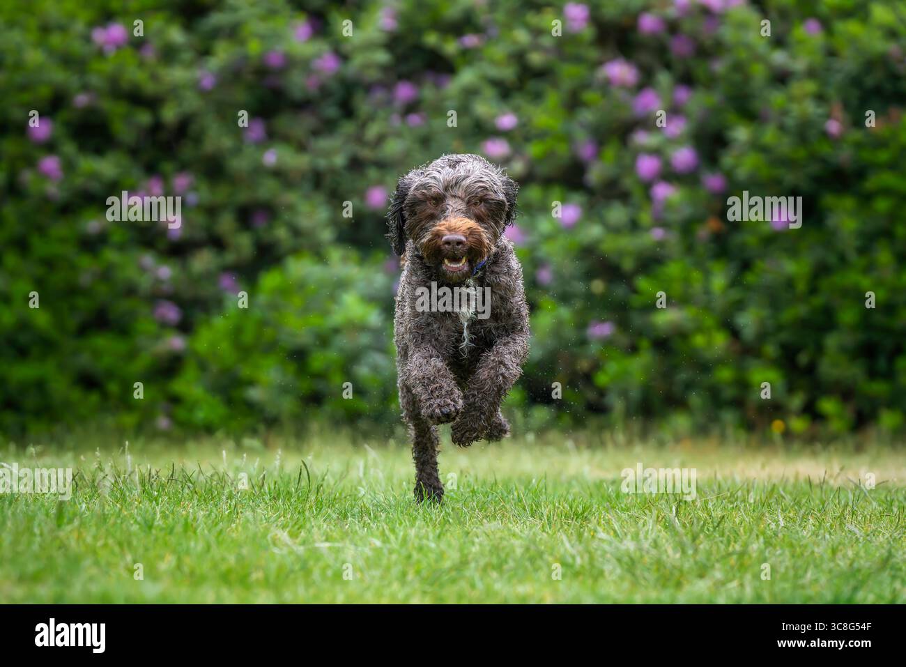 Brown Sprockapoo dog - Springer Cocker Poodle cross - che corre direttamente alla telecamera in un campo con fiori dietro Foto Stock