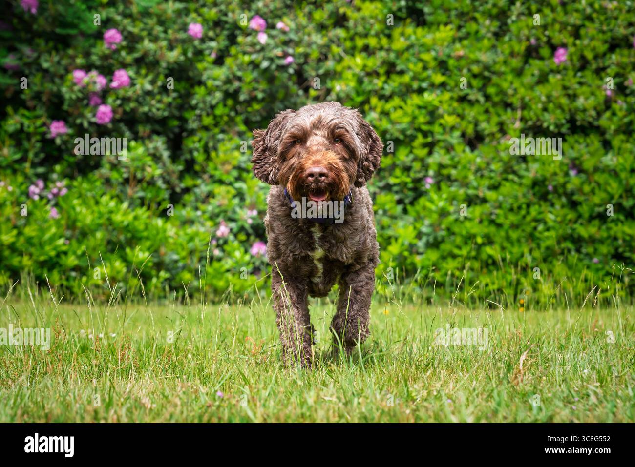 Brown Sprockapoo dog - Springer Cocker Poodle cross - che corre direttamente alla telecamera in un campo con fiori dietro Foto Stock