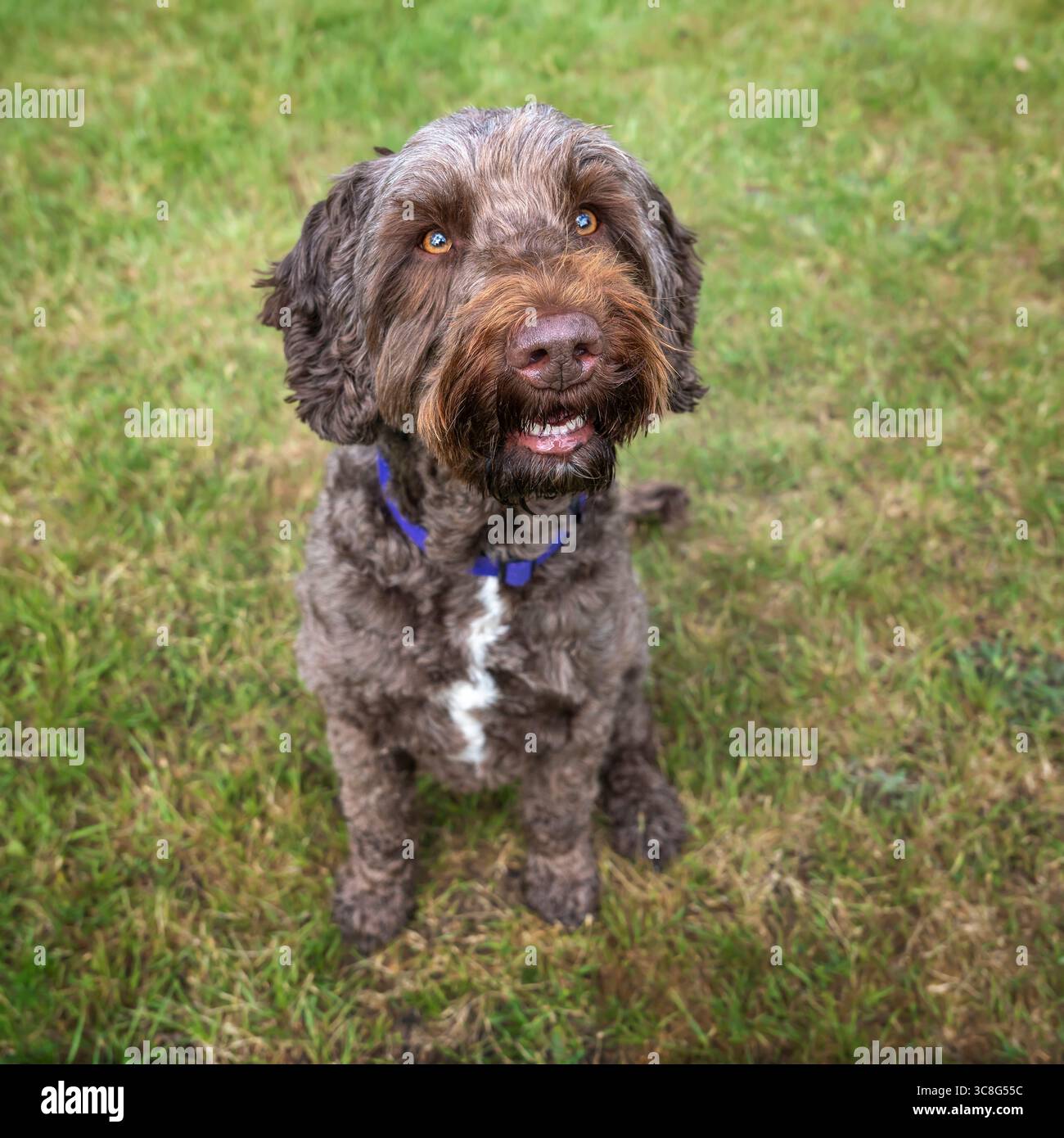 Brown Sprockapoo dog - Springer Cocker Poodle cross - guarda la telecamera in un campo nella foresta di Windsor Foto Stock