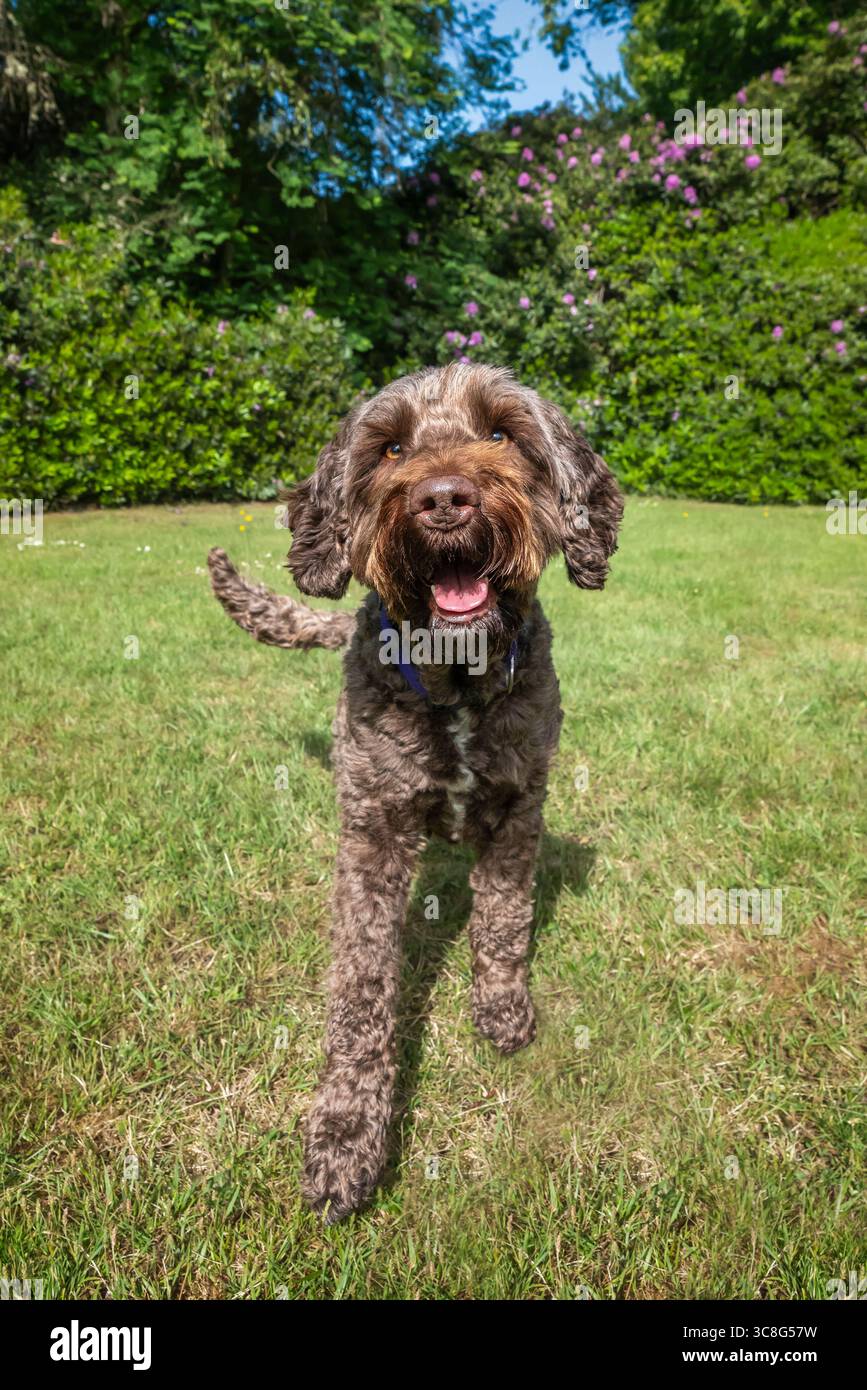 Brown Sprockapoo dog - Springer Cocker Poodle cross - giocare in un campo con fiori alle spalle Foto Stock